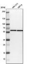 Chaperonin Containing TCP1 Subunit 7 antibody, PA5-52559, Invitrogen Antibodies, Western Blot image 