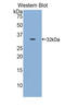 Calpain 1 antibody, MBS2002340, MyBioSource, Western Blot image 