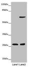 SRY-Box 14 antibody, LS-C679590, Lifespan Biosciences, Western Blot image 