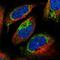 Charged Multivesicular Body Protein 4B antibody, NBP1-91782, Novus Biologicals, Immunofluorescence image 