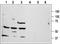 Coagulation Factor II Thrombin Receptor antibody, TA328618, Origene, Western Blot image 