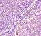 HRas Proto-Oncogene, GTPase antibody, LS-C317683, Lifespan Biosciences, Immunohistochemistry paraffin image 