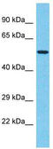 T-box transcription factor TBX20 antibody, TA330896, Origene, Western Blot image 