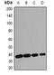 HtrA Serine Peptidase 2 antibody, orb378111, Biorbyt, Western Blot image 
