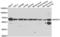 Ecto-NOX disulfide-thiol exchanger 2 antibody, LS-C346209, Lifespan Biosciences, Western Blot image 