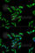 Acetyl-CoA Acetyltransferase 1 antibody, A5335, ABclonal Technology, Immunofluorescence image 
