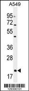 Endothelin-1 antibody, 55-817, ProSci, Western Blot image 