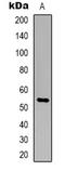 Tigger transposable element-derived protein 3 antibody, LS-C368935, Lifespan Biosciences, Western Blot image 