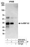 Heterogeneous Nuclear Ribonucleoprotein A0 antibody, A303-941A, Bethyl Labs, Immunoprecipitation image 