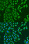 Dermal papilla-derived protein 13 antibody, 19-078, ProSci, Immunofluorescence image 