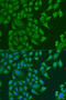 Succinyl-CoA:Glutarate-CoA Transferase antibody, 19-078, ProSci, Immunofluorescence image 