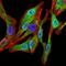 Spi-B Transcription Factor antibody, GTX60635, GeneTex, Immunofluorescence image 