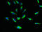 Succinate Receptor 1 antibody, CSB-PA022921LA01HU, Cusabio, Immunofluorescence image 