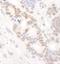 DEAD-Box Helicase 24 antibody, NB100-2226, Novus Biologicals, Immunohistochemistry frozen image 