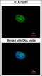 RBP-JK antibody, LS-C186261, Lifespan Biosciences, Immunocytochemistry image 
