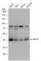 Solute Carrier Family 16 Member 1 antibody, PA5-78169, Invitrogen Antibodies, Western Blot image 