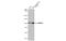 Semaphorin 4A antibody, GTX109538, GeneTex, Western Blot image 