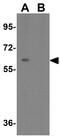 Nicalin antibody, GTX31476, GeneTex, Western Blot image 