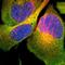 Septin 6 antibody, NBP1-89626, Novus Biologicals, Immunofluorescence image 