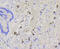 ATP Binding Cassette Subfamily G Member 1 antibody, 13-977, ProSci, Immunohistochemistry paraffin image 