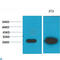 Galectin 3 antibody, LS-C812348, Lifespan Biosciences, Western Blot image 