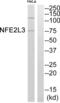 Nuclear Factor, Erythroid 2 Like 3 antibody, abx015119, Abbexa, Western Blot image 