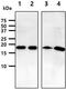 ADP Ribosylation Factor 1 antibody, MBS200220, MyBioSource, Western Blot image 