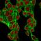 Glypican 3 antibody, GTX34765, GeneTex, Immunofluorescence image 