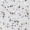 Tripartite Motif Containing 28 antibody, GTX08968, GeneTex, Immunohistochemistry paraffin image 