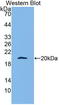 Apolipoprotein A5 antibody, LS-C663704, Lifespan Biosciences, Western Blot image 