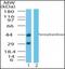 Farnesyltransferase, CAAX Box, Alpha antibody, orb87628, Biorbyt, Western Blot image 