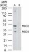 Methyl-CpG Binding Domain Protein 3 antibody, MA1-41126, Invitrogen Antibodies, Western Blot image 