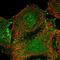 Eukaryotic Translation Initiation Factor 2B Subunit Beta antibody, HPA048028, Atlas Antibodies, Immunocytochemistry image 