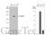 Ubiquitin Like Modifier Activating Enzyme 7 antibody, GTX104103, GeneTex, Western Blot image 