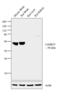 Calcium/Calmodulin Dependent Protein Kinase Kinase 1 antibody, PA1-542, Invitrogen Antibodies, Western Blot image 