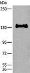 Calpain 15 antibody, PA5-68380, Invitrogen Antibodies, Western Blot image 