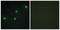 Cell Division Cycle Associated 4 antibody, LS-C119444, Lifespan Biosciences, Immunofluorescence image 