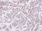 Peptidylprolyl Isomerase A antibody, PA5-28089, Invitrogen Antibodies, Immunohistochemistry paraffin image 