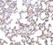 SKI Like Proto-Oncogene antibody, NBP1-77306, Novus Biologicals, Immunohistochemistry paraffin image 