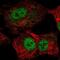 TEA Domain Transcription Factor 1 antibody, NBP2-56713, Novus Biologicals, Immunofluorescence image 