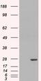 GST 7-7 antibody, 45-713, ProSci, Enzyme Linked Immunosorbent Assay image 