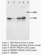 Potassium Calcium-Activated Channel Subfamily N Member 4 antibody, AP23278PU-N, Origene, Western Blot image 