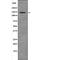 PAS Domain Containing Serine/Threonine Kinase antibody, PA5-64603, Invitrogen Antibodies, Western Blot image 