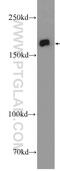 IQ Motif Containing GTPase Activating Protein 3 antibody, 25930-1-AP, Proteintech Group, Western Blot image 