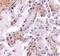 Calpain 6 antibody, PA5-20592, Invitrogen Antibodies, Immunohistochemistry frozen image 