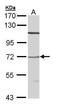 Sortilin 1 antibody, PA5-29195, Invitrogen Antibodies, Western Blot image 