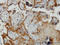 Plasminogen Like B2 antibody, LS-C133389, Lifespan Biosciences, Immunohistochemistry paraffin image 