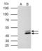 SET Nuclear Proto-Oncogene antibody, NBP1-33713, Novus Biologicals, Immunoprecipitation image 