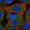 Translocase Of Outer Mitochondrial Membrane 34 antibody, NBP2-38810, Novus Biologicals, Immunofluorescence image 