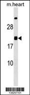 Mediator Complex Subunit 9 antibody, 59-838, ProSci, Western Blot image 